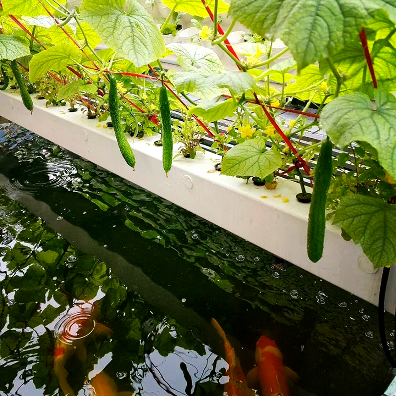 兰州市无土栽培鱼菜共生 - 排名